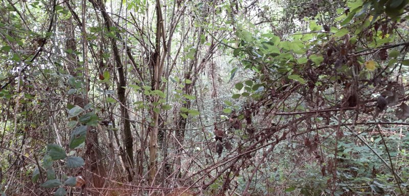 Quand la nature reprend ses droits. les mûriers ont pris leur place en créant des lianes allant d’arbre en arbre. Fay, terrain au bord de l’Oussance. Juillet 2021.Isabelle Maligne